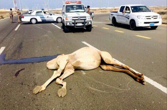 据每日邮报7月21日报道，一家七口驾车通过沙特Jazan省西南部沙漠地带的高速公路时，与一只走失的骆驼相撞，导致4名家庭成员当场死亡，包括父亲、母亲和两个女儿；另有3个儿子受了重伤。图为被撞死亡的骆驼。