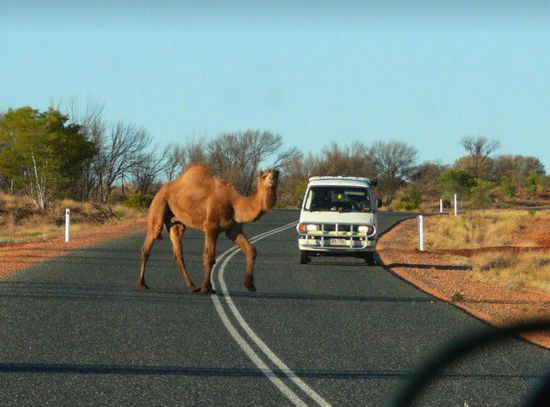 在中东地区，骆驼上高速已习以为常。图为以色列北部，一只骆驼横穿高速公路。