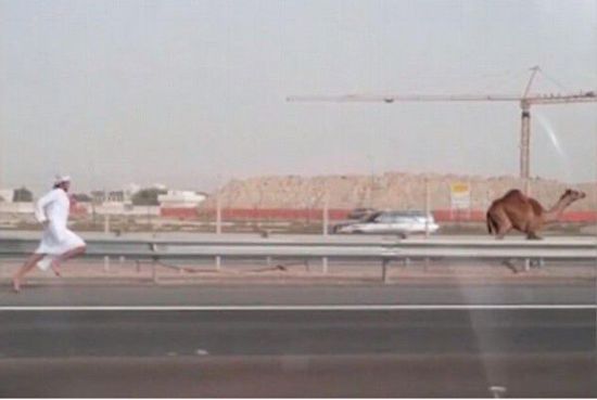 图为阿联酋阿布扎达，一头骆驼在两条高速公路之间的车道上奋力奔跑，而它的主人光着脚丫在后面穷追不舍。